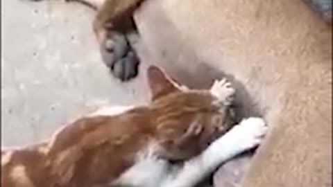 hey hey, I'm not your kind