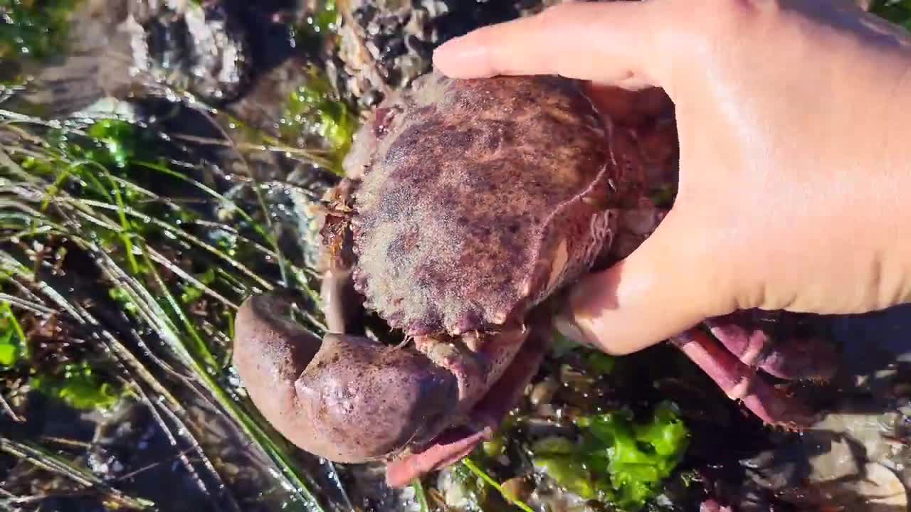 Lots of crabs and octopus on low tide days.🦀🐙🦀