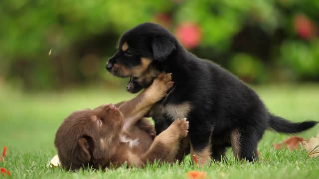 Adorable Puppy Baby Dog Playing In The Green Park