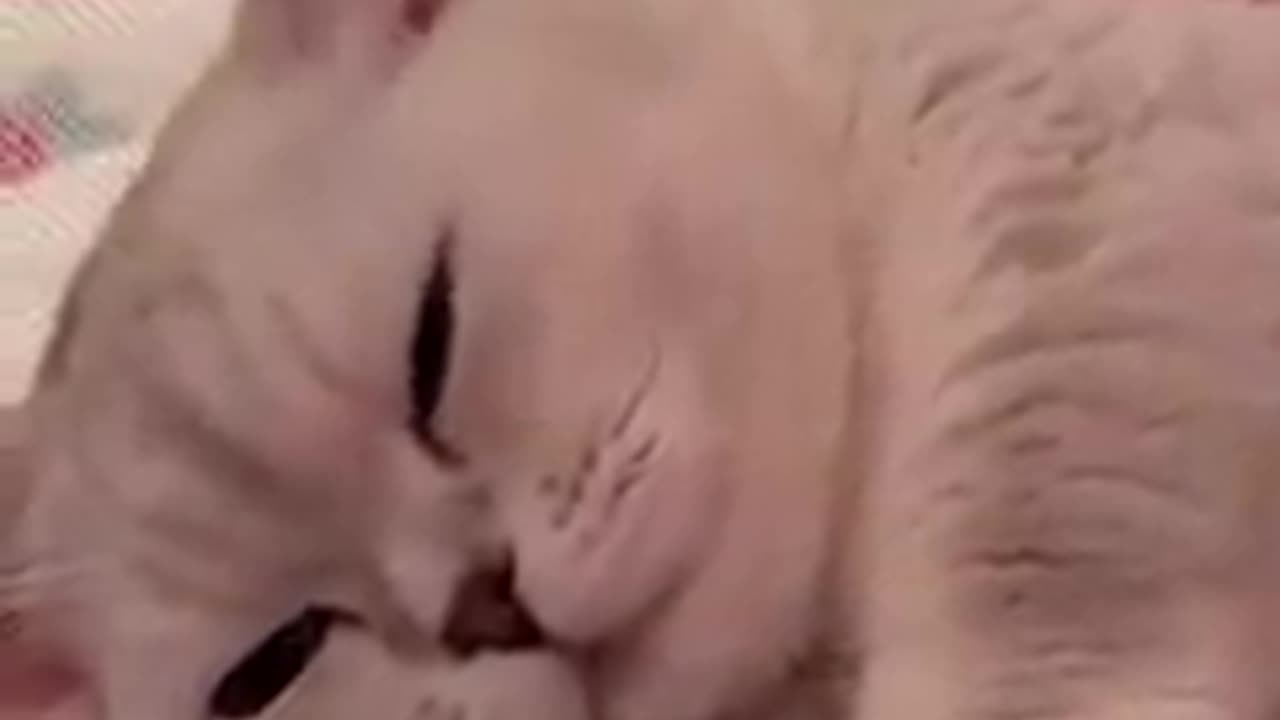 One in a Million love _cat_😻