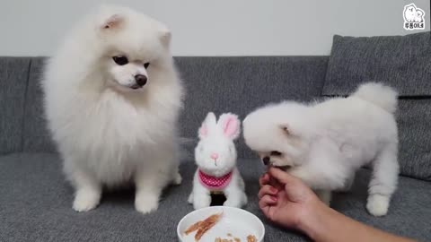 dog learning to eat