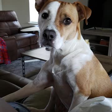 Cute little Dog reacting confused when called with a deep voice ! :D