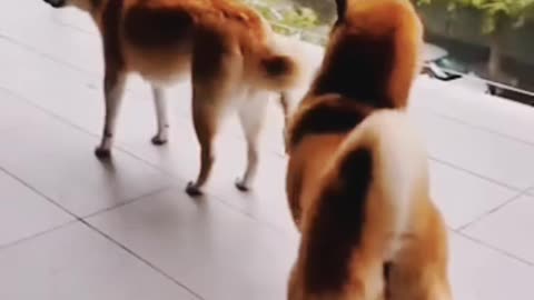 Funny Animal Video