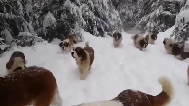 Dogs Groups Enjoying the Snow