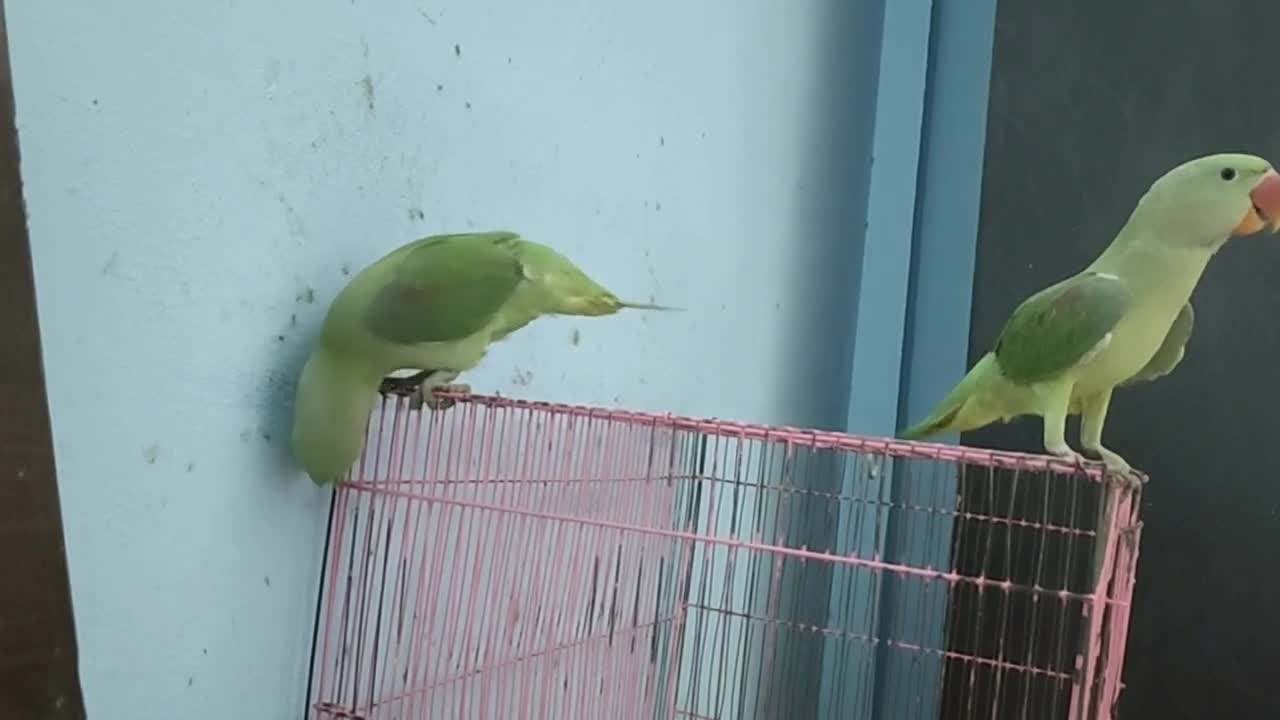 tutu🦜chikuu🦜 play time # parrot#pet love # funny videos