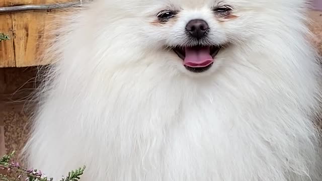 What a beautiful dog