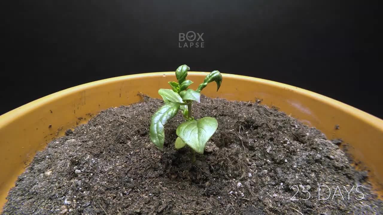 Growing CINNAMON BASIL Time Lapse - Seed to Flower in 69 Days