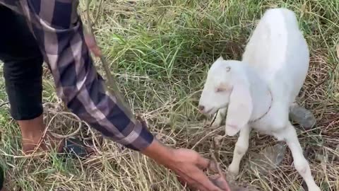 beautiful clip with cute goat1