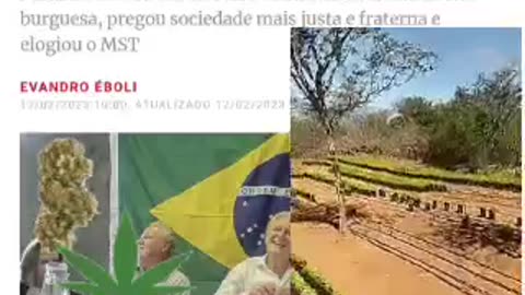 Apoiado pelo STF :Agora já sei porque querem liberar a erva , vejam , assentamento do MST em Jacobina BA.