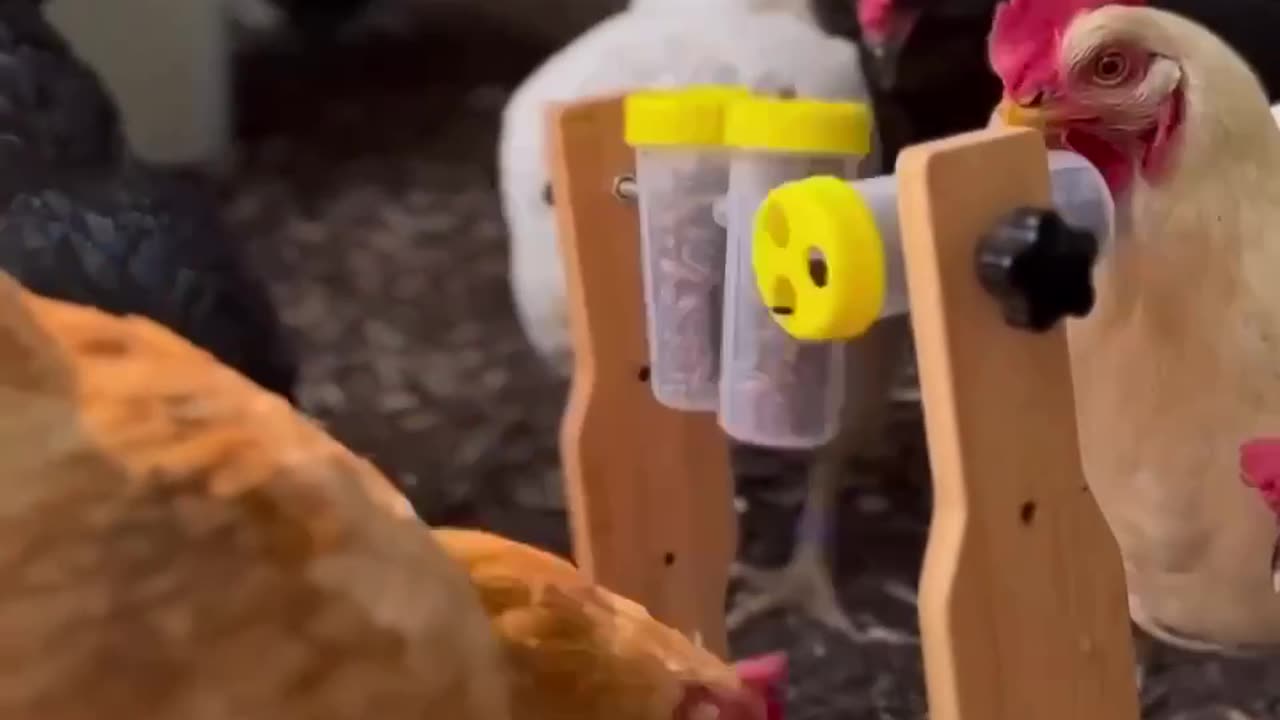 Unusual chicken feeder