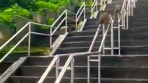 Very good video
