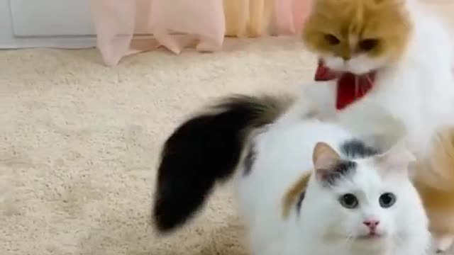 Brety cat