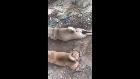 Funniest ANIMAL clips of the year!