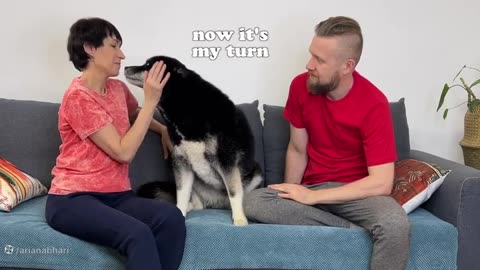 Hugging animals and the action of dogs