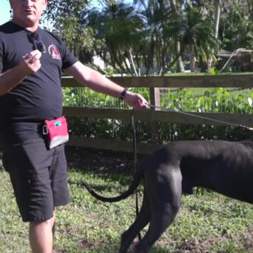 What Can Happen When You Get Improper Dog Training