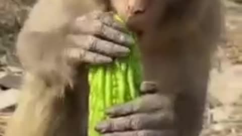 Amezing monkey