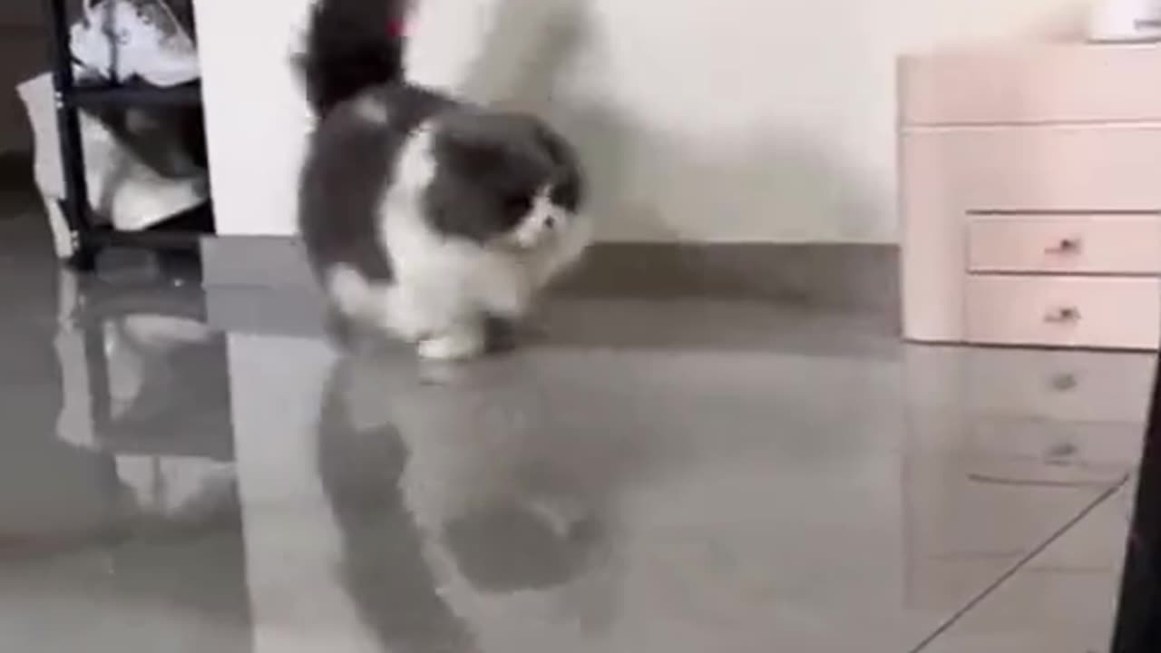 Cat prank