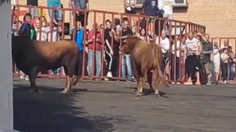 Bull Wins Once Again