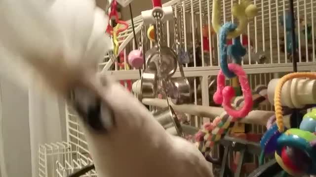 Cockatoo dancing to Justin Bieber - Despacito