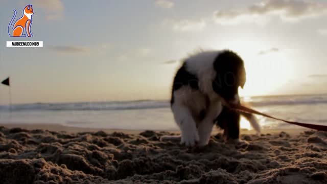 Cute And Funny Puppy short video By Mubeenuddin09