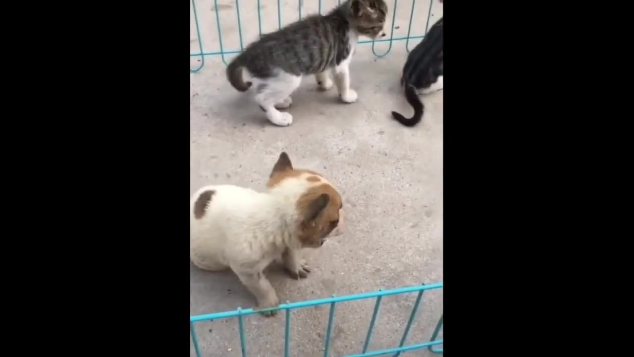 cat vs dog funny fight| cute animals | Funny Fights | Cute Pet Animals