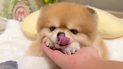 Funny Video cats