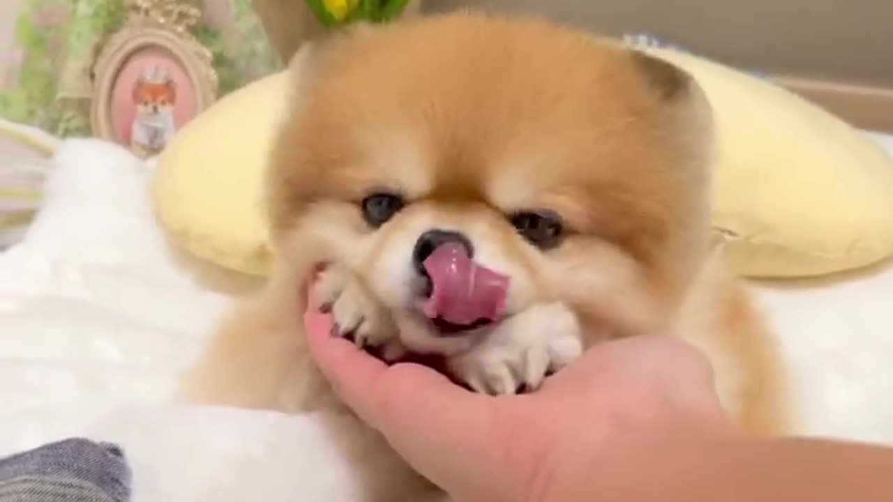 Funny Video cats