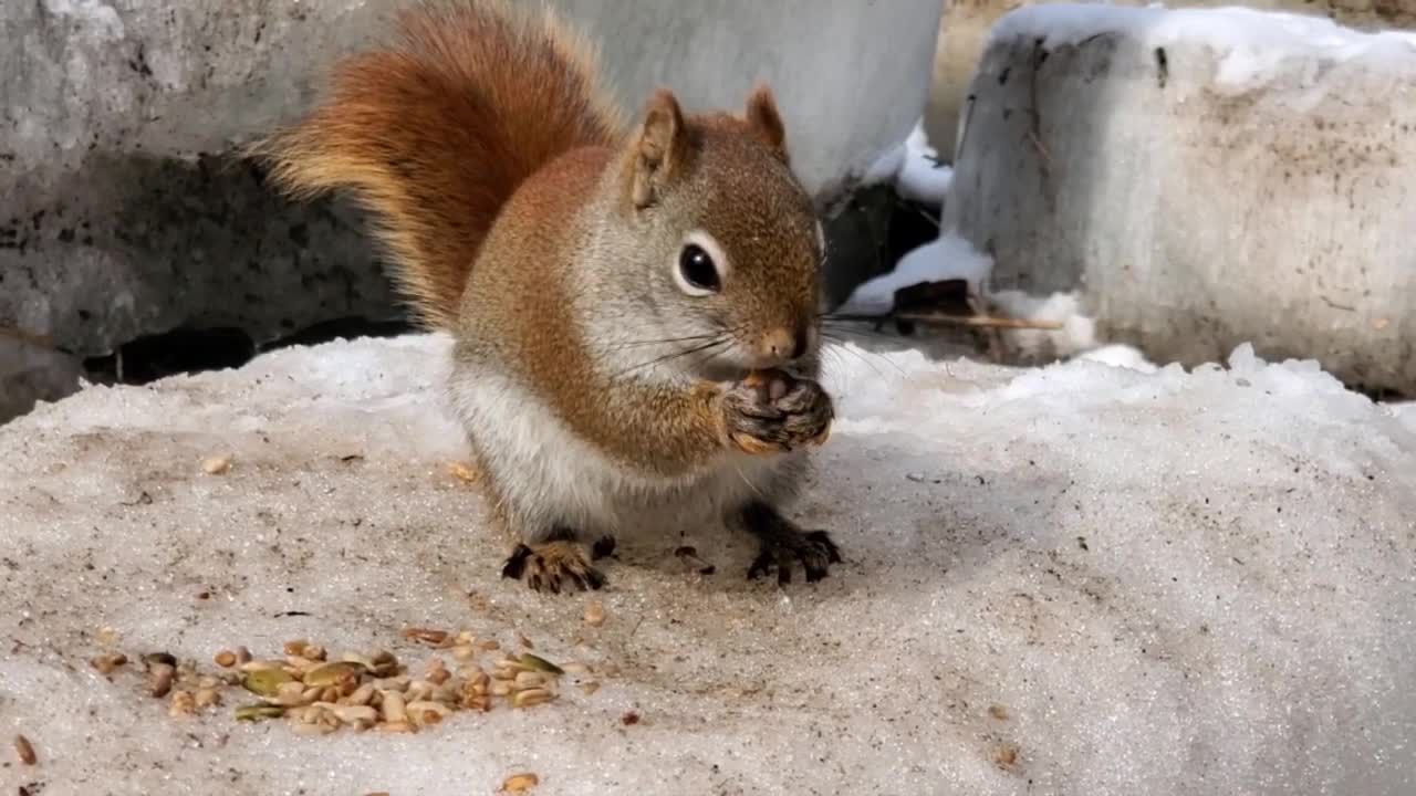 5 species of birds and an American red squirrel (Tamiasciurus hudsonicus) 14.03.2022