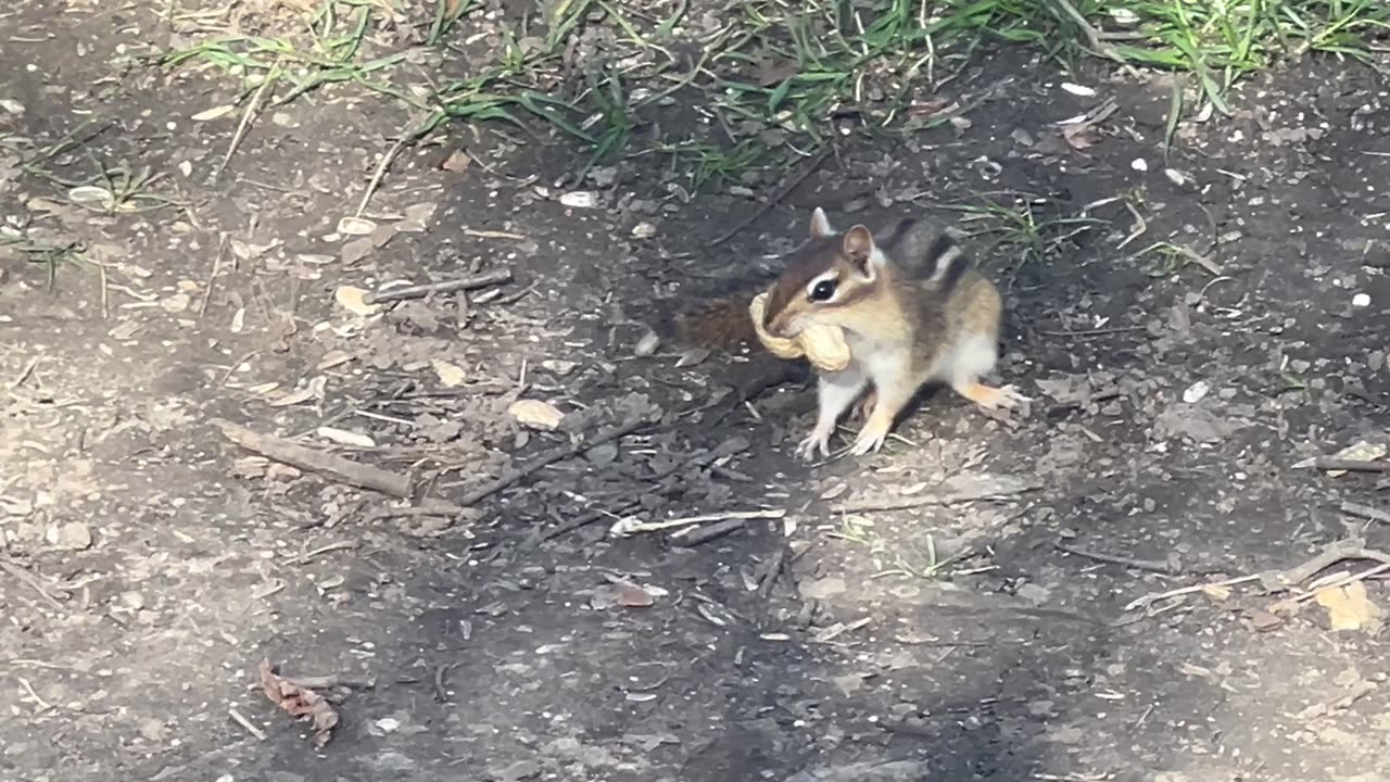 Chippy hauling peanut home