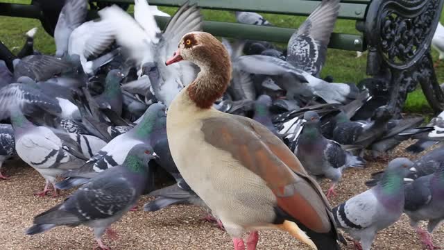 Pigeon Scrum as Egyptian Goose Duck Looks On...