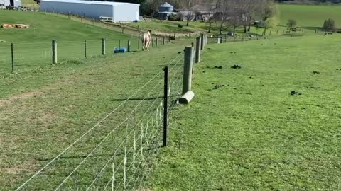 Harley the Horse Hurdling the Fence