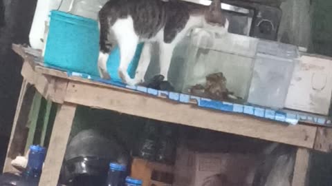 Unique cat drinking