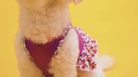 funny dogs