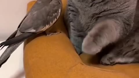 funny cats and cute!!!🤣🤣🤣🐈#funny cats,funny,cats,cute cats,funny cat videos,funny cat 720p