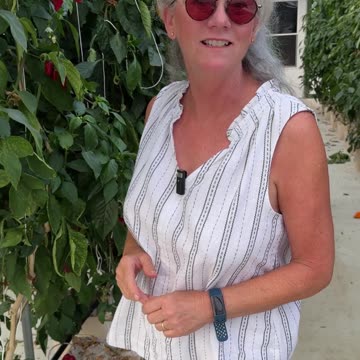 My Old Jalapeño Plant