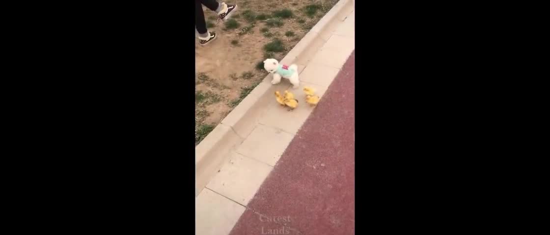 baby dog and baby Ducks, very cute!!🦆