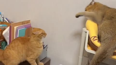 Funny and incredible cute cats 😂