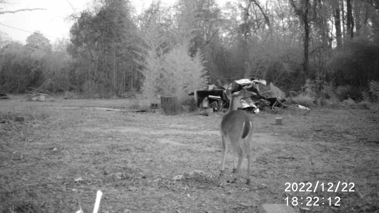 12/22/22 DAY DEER