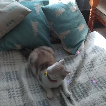 Enola and suncatcher 😺🧡💛💚💙💜