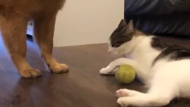 Dog and cat play with ball