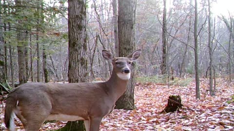 Northern Michigan trail cam 8 deep in the woods