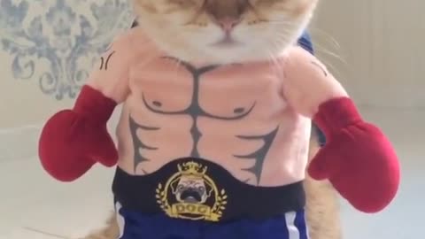 Welcome to UFC for Cats