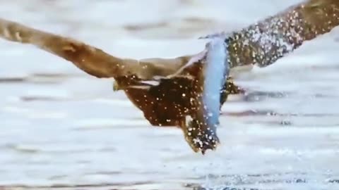 The eagle is a natural hunter