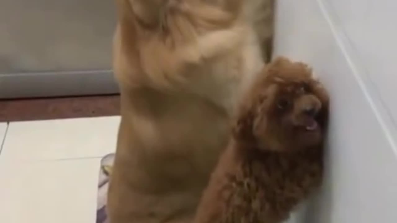 Doggie Delights: Funniest Puppy Fails & Heartwarming Moments!