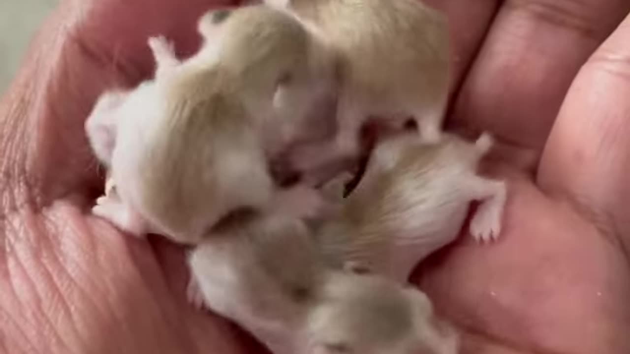 Baby hamsters