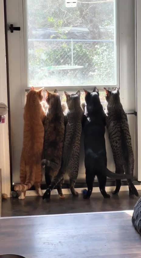 Until 1,000 followers no one gets out 😂🤣