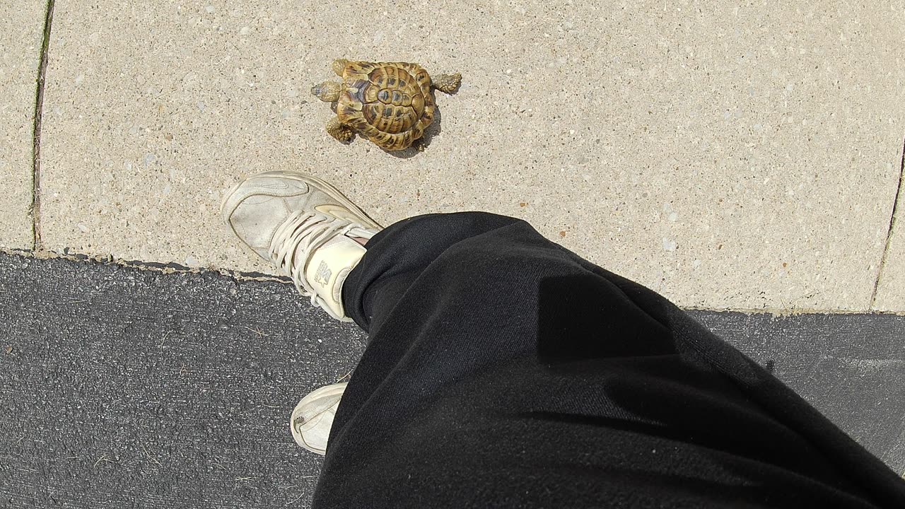 Tordy The Tortoise Jogging on Sidewalk