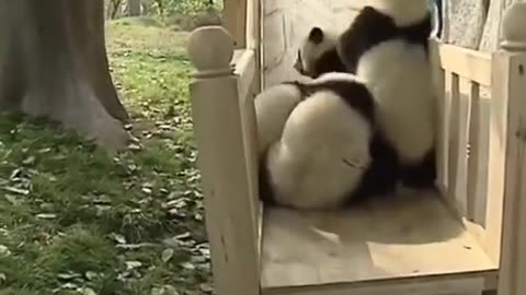 Panda playing on a slide