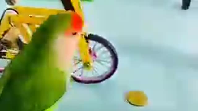 Look what this smart bird is doing