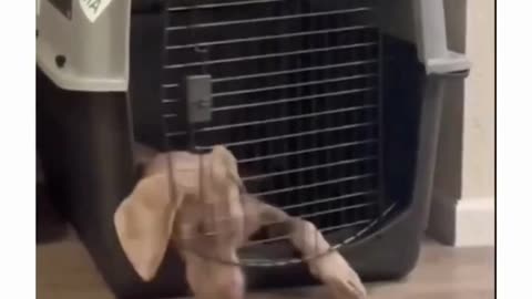 Just do it They Said... It Would Be Easy They Said